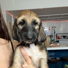 Prince William (Blue) - Red male Afghan Hound puppy in Cottonwood, California from California Royal Afghans