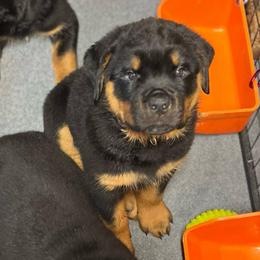 Storm - Black and tan male Rottweiler puppy in Crothersville, Indiana from The Solid Rock Kennel