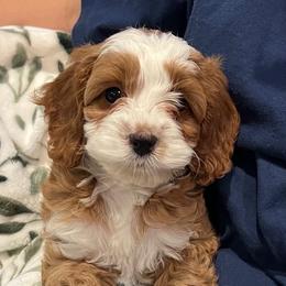 Honey - Red male Cavapoo puppy in Vancouver, Washington from Pnwfamilydoodles