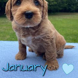Australian Labradoodle Puppies from Lakeshore Labradoodles