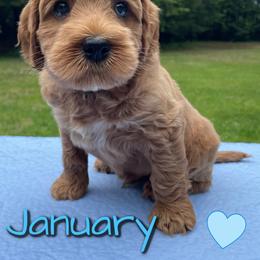 Australian Labradoodle Puppies from Lakeshore Labradoodles