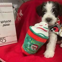 Miniature Schnauzer Puppies from Hume Family Mini Schnauzers