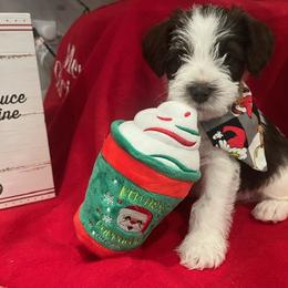 Miniature Schnauzer Puppies from Hume Family Mini Schnauzers