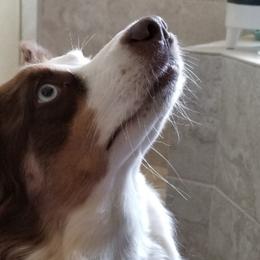 Miniature Australian Shepherds from MCDCDD-RANCH