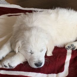 Golden Retriever Puppies from Brightside Goldens