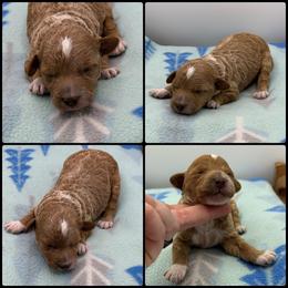 Girl 1 - Red  female Poodle puppy in Wheatland, California from Sapphire Ridge Poodles