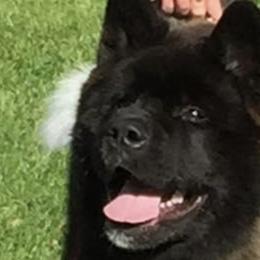 Akita from Okami Akitas