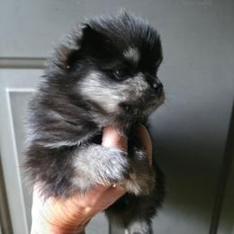 Black n tan pup 6 - Black and tan female Pomeranian puppy in Carrollton, Georgia from B AND R'S POMERANIAN'S