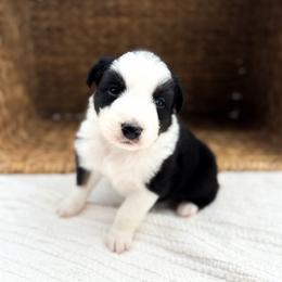 Jack - Black tri-color male Australian Shepherd puppy in Unionville, Iowa from Soap Creek Kennels
