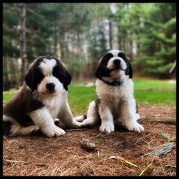 Saint Bernard Puppies from Fletchers Saints