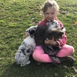 Border Collie Puppies from By Design Farm