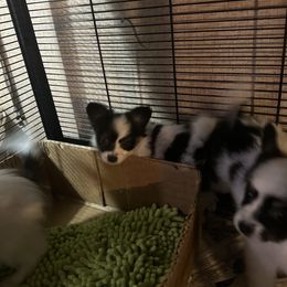 Papillon Puppies from WindyBarnYard Papillons