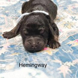 Hemingway - Phantom male Goldendoodle puppy in Pasco, Washington from Camp Doodle Woods