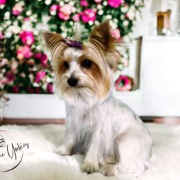 Bubbles - Yorkshire Terrier