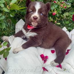 Girl 3 - Red and white female Siberian Husky puppy in Tulsa, Oklahoma from EvergreenEliteKennel