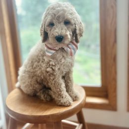 Blue Collar - Yellow and white male Bernedoodle puppy in Ames, Iowa from Pippi's Puppies