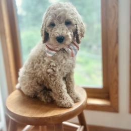Blue Collar - Yellow and white male Bernedoodle puppy in Ames, Iowa from Pippi's Puppies