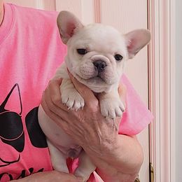 Winston - Cream male French Bulldog puppy in Rogersville, Alabama from Angel's Boston Terriers and French Bulldog
