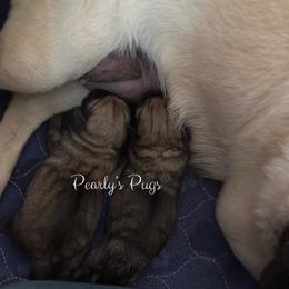 Eleanor - Fawn female Pug puppy in Summerville, Georgia from Pearly’s Pugs & Pollywog Poodles