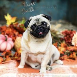 Holly - Pug
