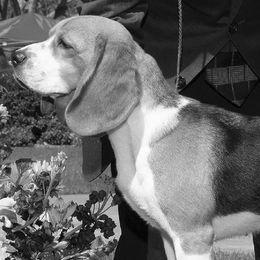 Beagles from Aloha Spirit Beagles
