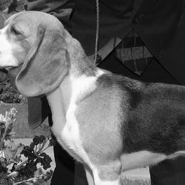 Beagles from Aloha Spirit Beagles