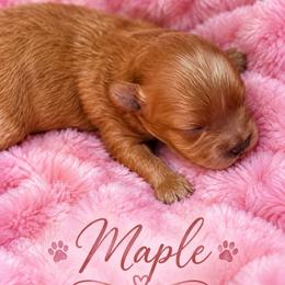 Maple - Brown female Shihpoo puppy in Cooper City, Florida from Jenny La Bone