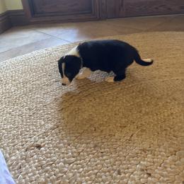 619 - Black and white female Border Collie puppy in Temecula, California from West Coast Border Collies