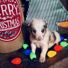 Latch x Lassie - Girl 4 - Red merle - White and red merle female Border Collie puppy in Minden, Iowa from Rocking N Registered Border Collies & Labradors