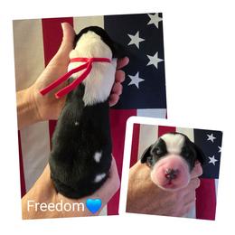 Freedom - Black and white male English Springer Spaniel puppy in Freeland, Michigan from McNally's Springer Spaniels