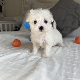 Tofu - Tri-color Coton de Tulear puppy in Avery Creek, North Carolina from AVLCOTONLOVE