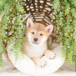 Fuwari - Red Male - Red male Shiba Inu puppy in Neosho, Missouri from Sunny Terrace Shibas