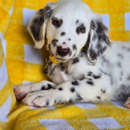Simba (LUA Liver Longcoat) - White and liver brown male Dalmatian puppy in Salem, Missouri from Paradise Spots Dalmatians