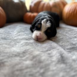 Eeyore - Tri-color male Bernedoodle puppy in Northglenn, Colorado from Colorado Bernedoodle Babies