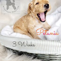 Poodle Puppies from Serene Arenas' Standard Poodles
