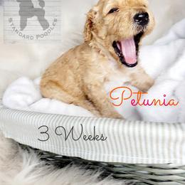 Poodle Puppies from Serene Arenas' Standard Poodles