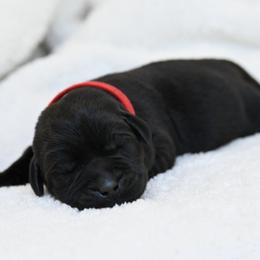 Gabriela - Black female Labrador Retriever puppy in Charlotte, North Carolina from Patton Premier Labradors