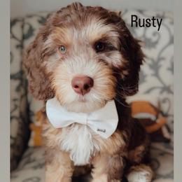 Rusty - Tri-color male Australian Labradoodle puppy in Arden, North Carolina from Kismet Labradoodles