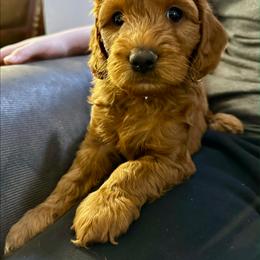 Choppa - Red  male Goldendoodle puppy in Conklin, Michigan from Lake Michigan Couture Cavapoos & Cockapoos