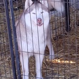 Susie Q - Siberian Husky