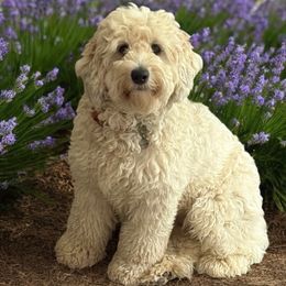 Ellie - Sheepadoodle