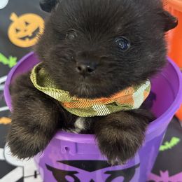 Pomeranian Puppies from Perez Pomeranians