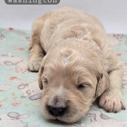 Washington - Apricot male Goldendoodle puppy in Neillsville, Wisconsin from Granton Creek