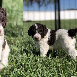 Poodle Puppies from The Parti Collection