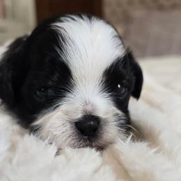 Charleston - Black and white male Shihpoo puppy in Rural Retreat, Virginia from Kopydlowski's Shihpoo and Shichon pups