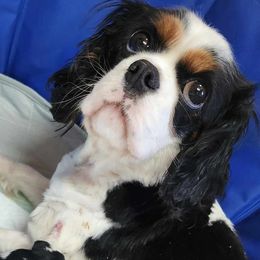 Belle - Cavalier King Charles Spaniel