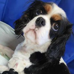 Belle - Cavalier King Charles Spaniel