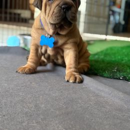 Chinese Shar-Pei, Cocker Spaniel, and Companion Cross Puppies from Mini Hippo Land