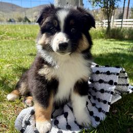 Steel - Black tri-color male Australian Shepherd puppy in Heber City, Utah from Junipersdoodles