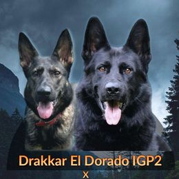 German Shepherds from B1 Kennels